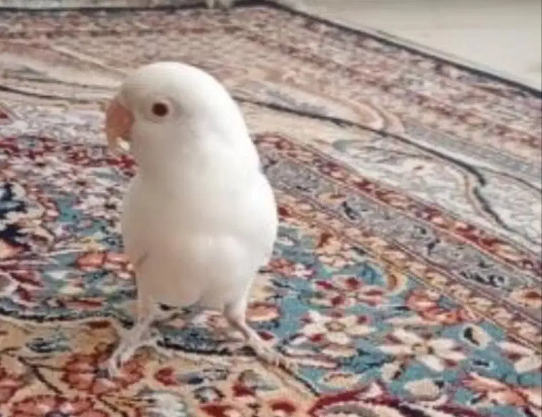 طوطی برزیلی|پرنده|بندر ماهشهر, |دیوار