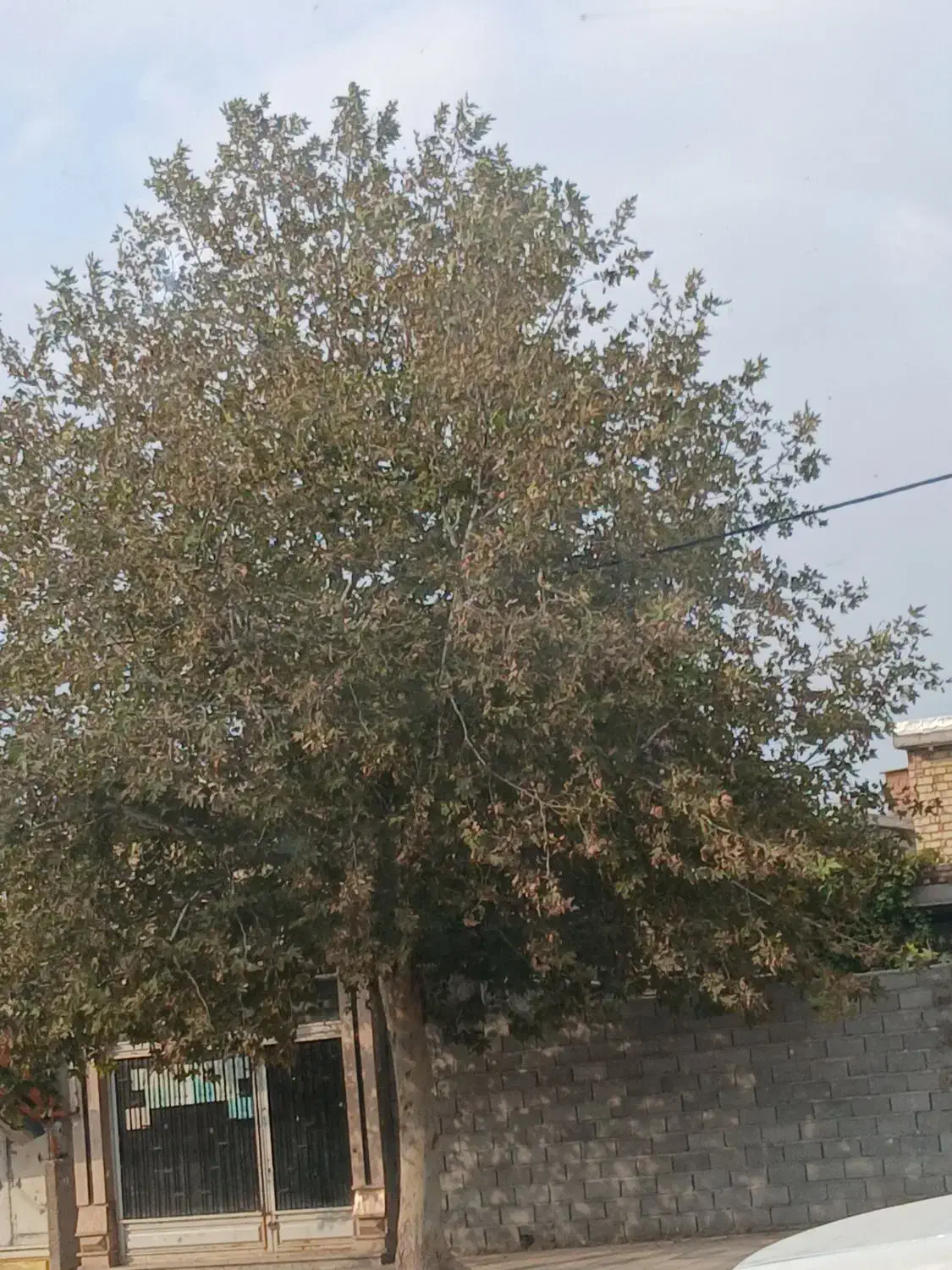 بذر کوهدشت|گل و گیاه طبیعی|کلاله, |دیوار