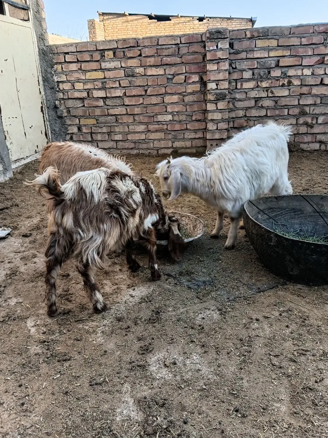 ۳عدد بزغاله|حیوانات مزرعه|نیشابور, ریوند|دیوار