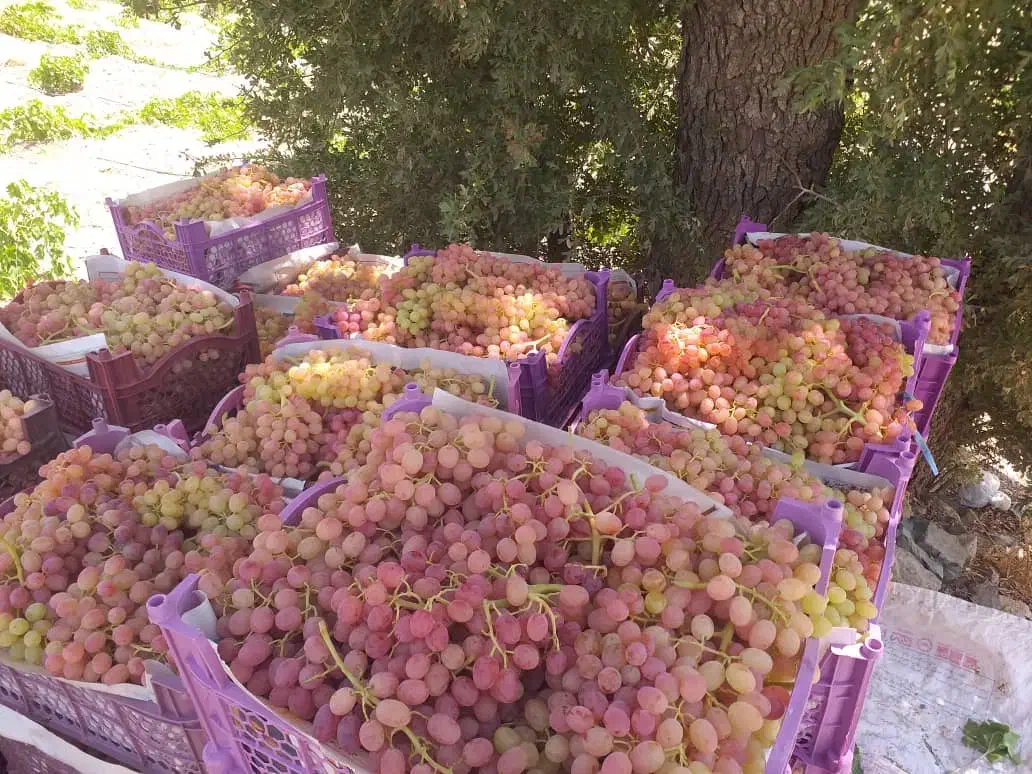 نهال انگور|گل و گیاه طبیعی|کامیاران, |دیوار