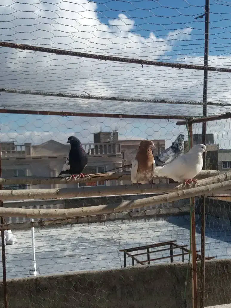 ۴ عدد کبوتر فروشی همه باهم یک میلیون|پرنده|ابهر, |دیوار