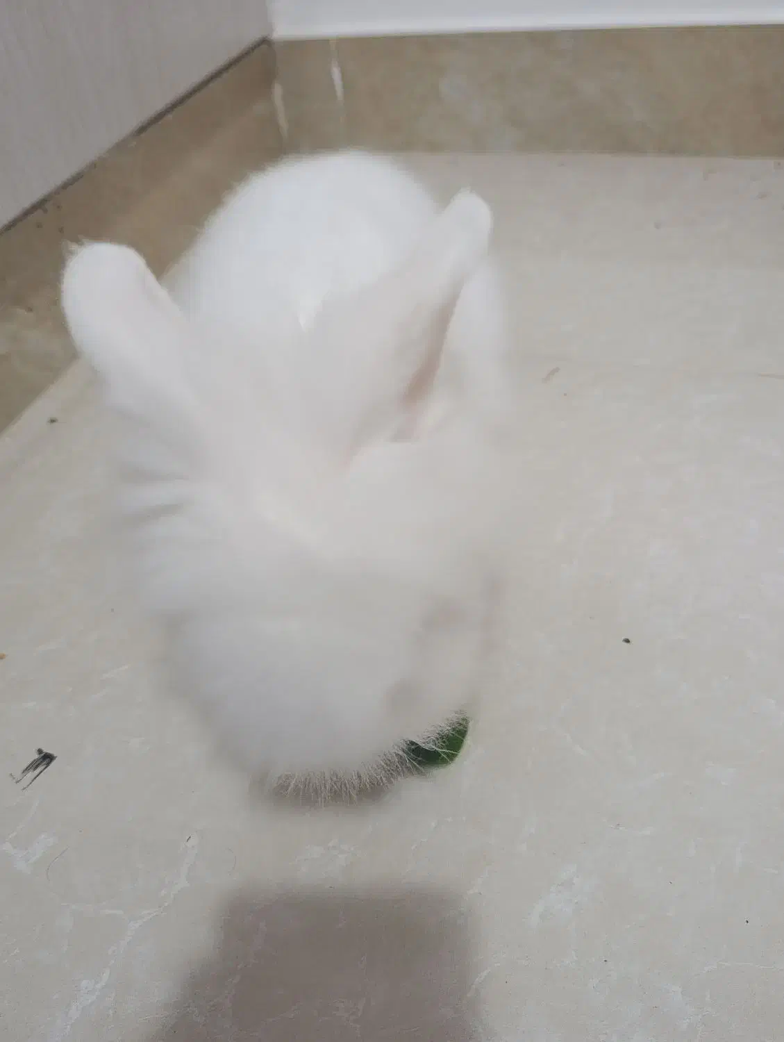 خرگوش لپ|موش و خرگوش|بندر امام خمینی, |دیوار