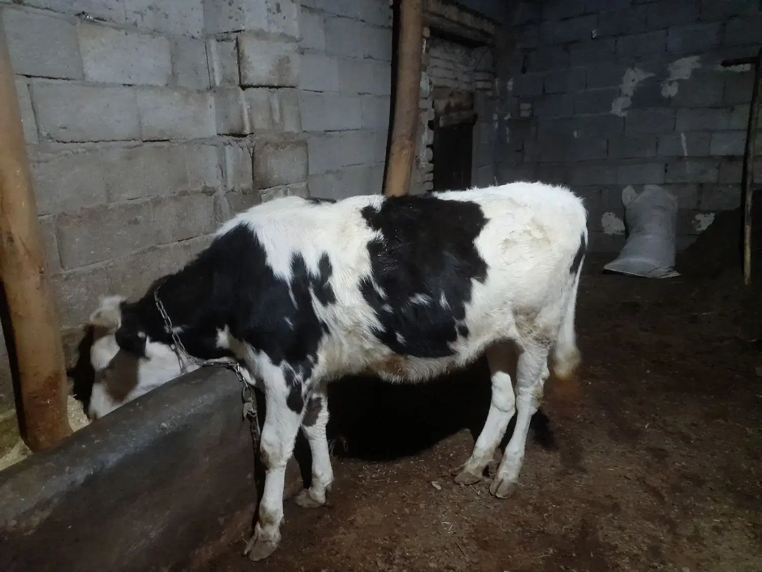 گوساله ماده|حیوانات مزرعه|هریس, |دیوار