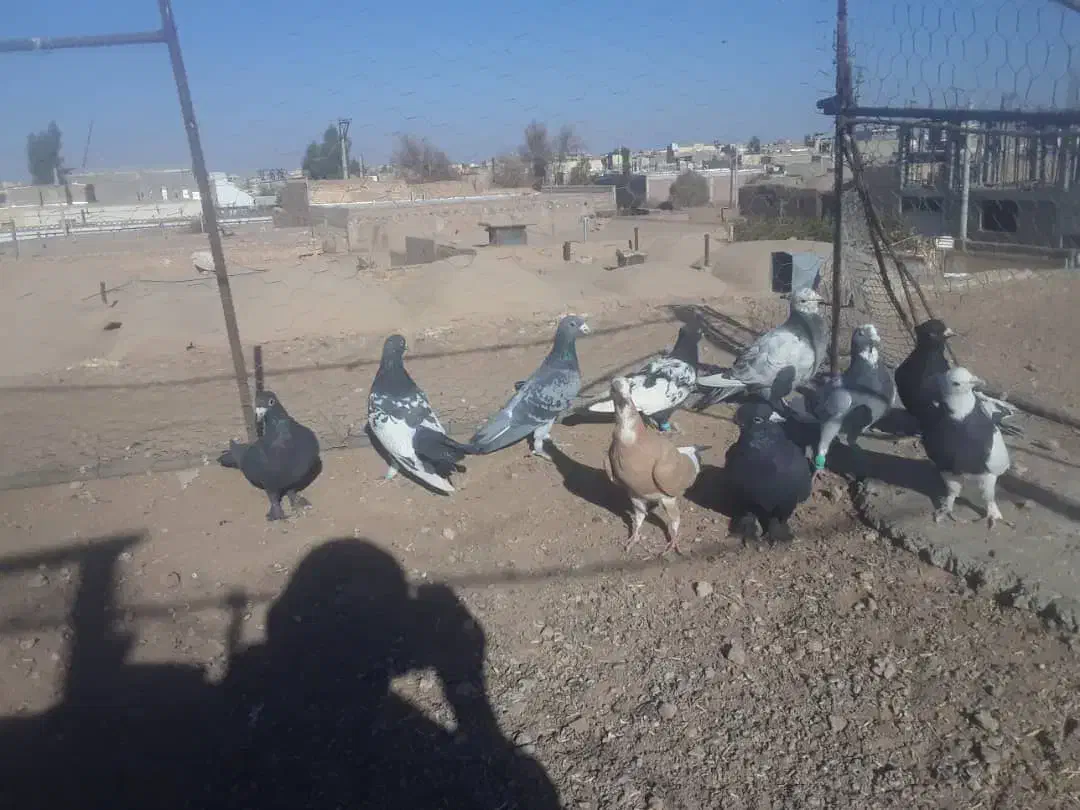 ده تا کفترنر فروشی|پرنده|رفسنجان, |دیوار