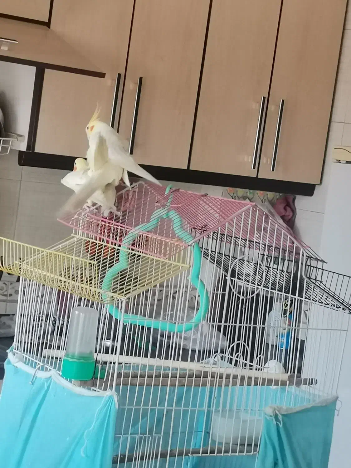 یک جفت عروس لوتینو|پرنده|قائم‌شهر, |دیوار