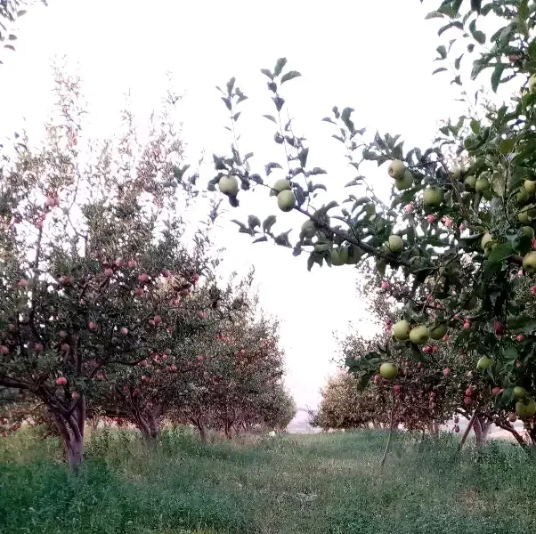 هرس کاری با کادر مجرب|خدمات باغبانی و درختکاری|اهر, |دیوار