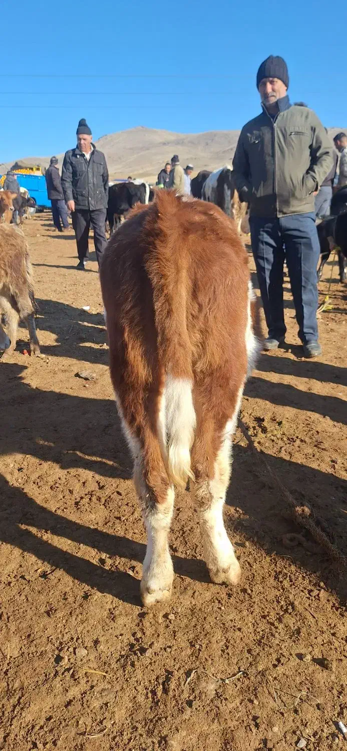 گوساله های ماده|حیوانات مزرعه|اهر, |دیوار