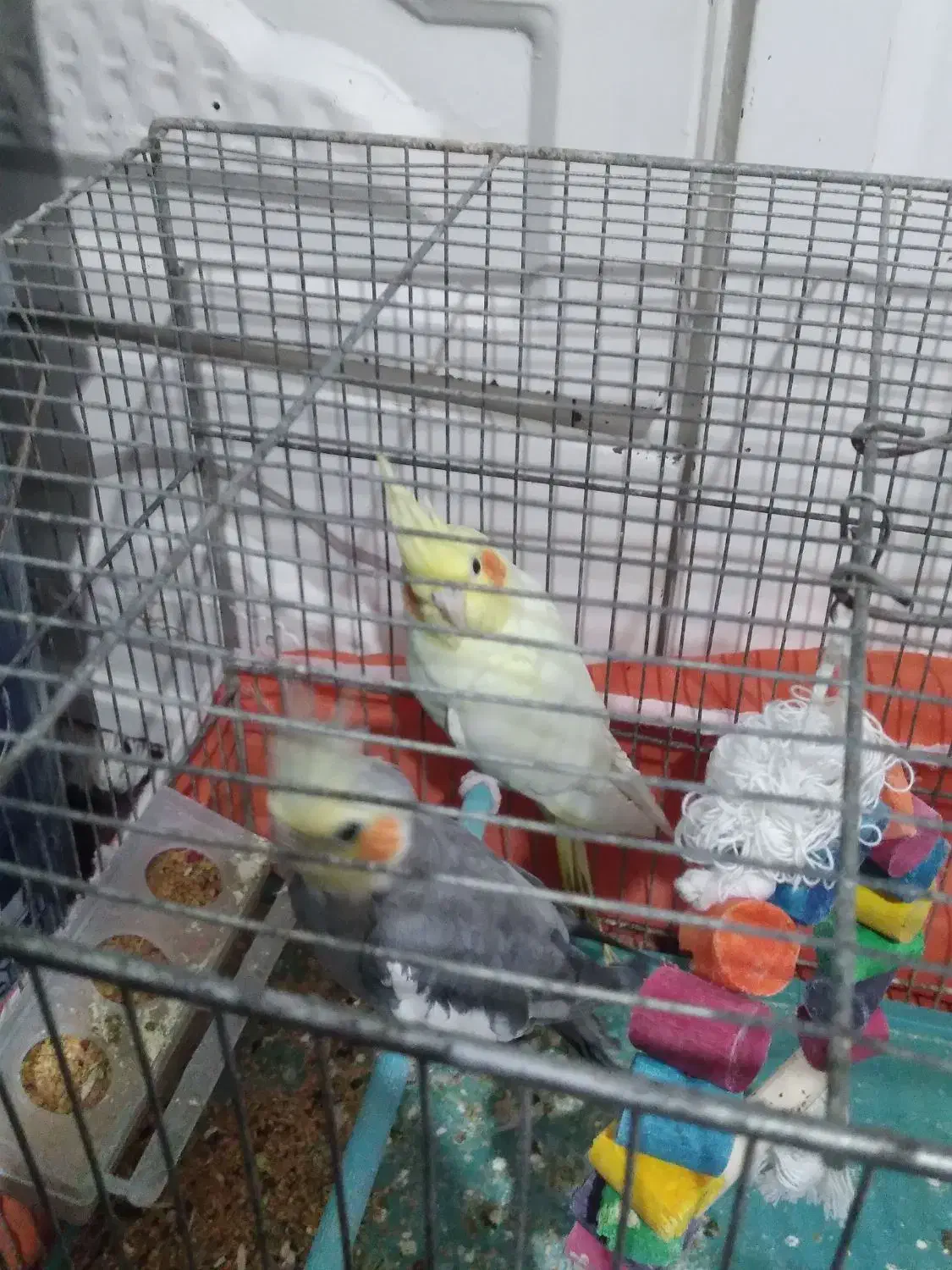 چهار تا  عروس هلندی|پرنده|اردبیل, |دیوار