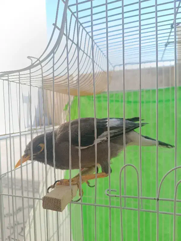 مینا بسیار باهوش و بانمک|پرنده|مشهد, امامیه (شهرک غرب)|دیوار