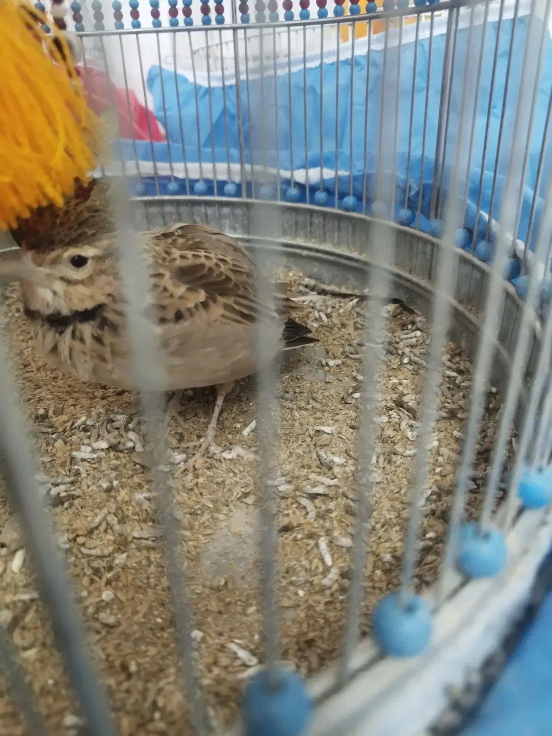 سهره خاکی|پرنده|بروجن, |دیوار