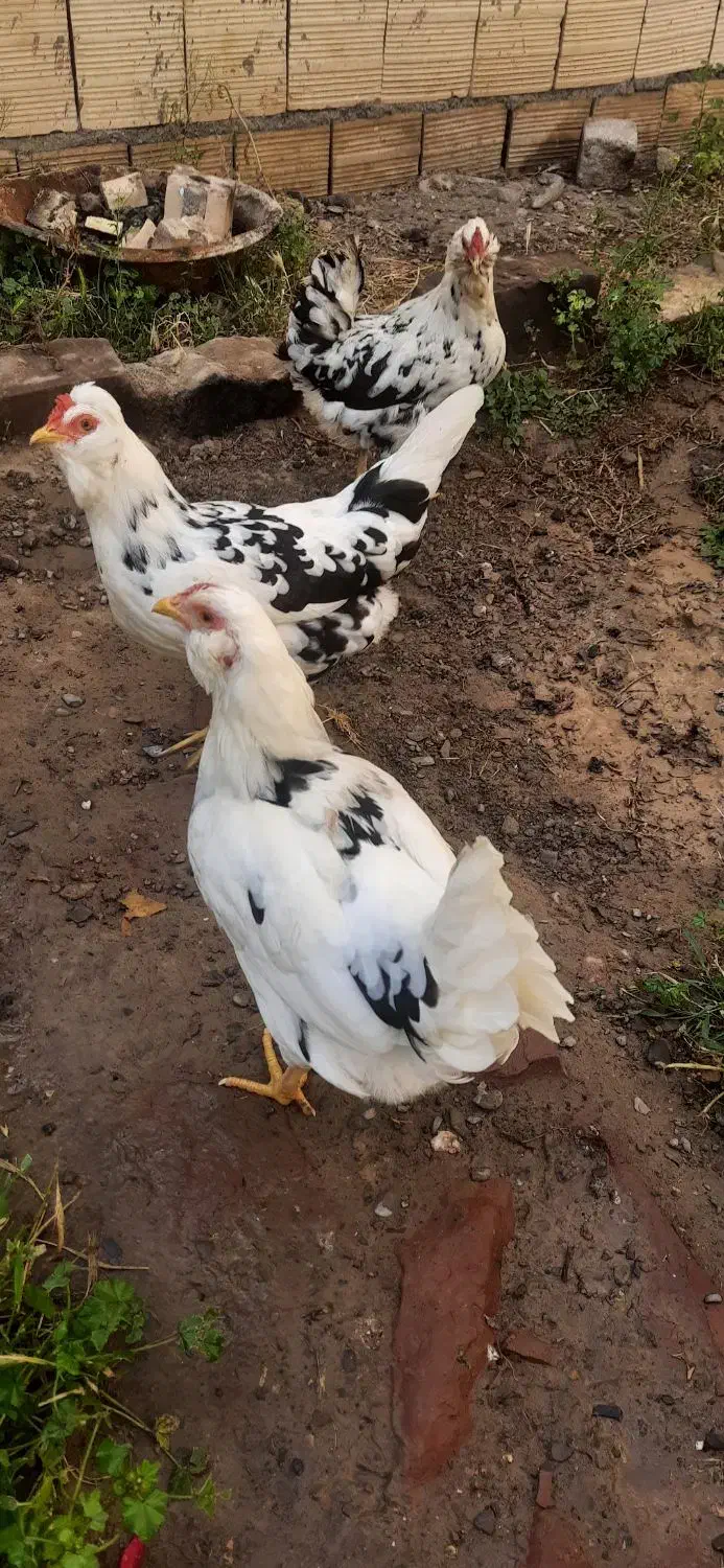 مرغ گلین|حیوانات مزرعه|مشهد, امیریه|دیوار