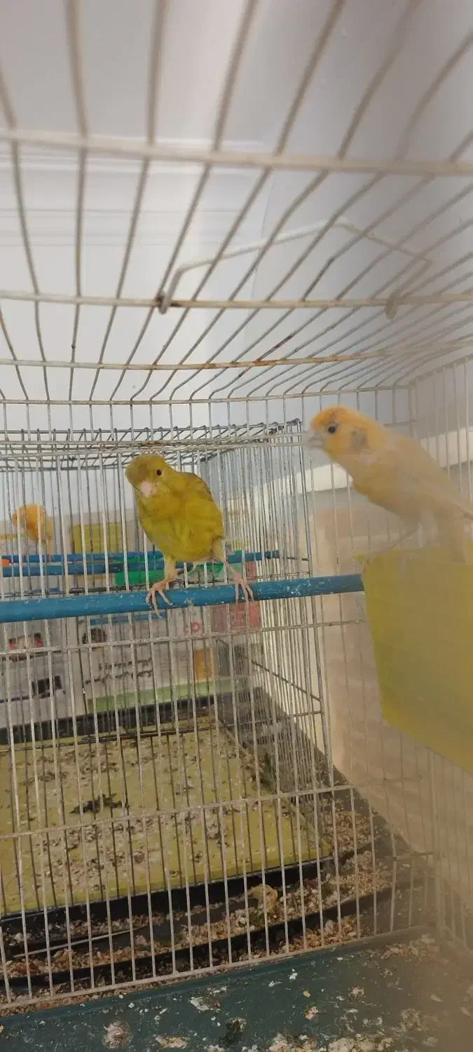 قناری مست بخون|پرنده|مشهد, مهدی آباد (بلوار توس)|دیوار