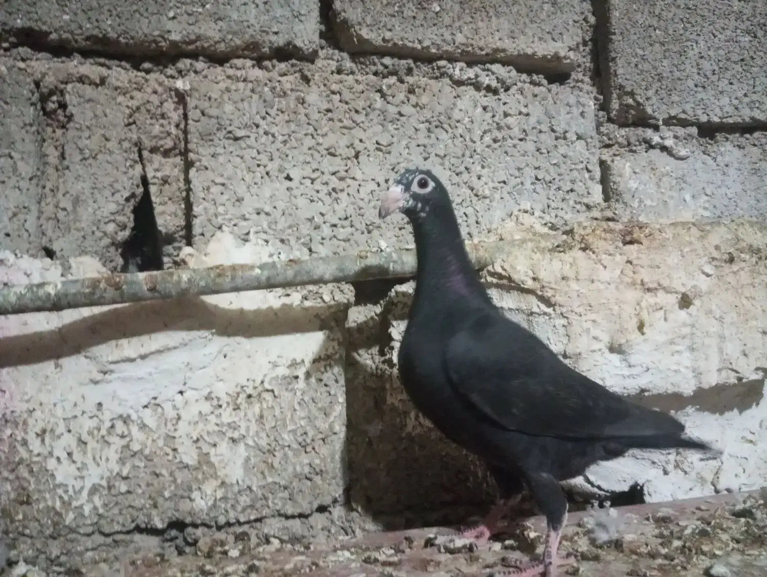 کبوتر جوجه|پرنده|برازجان, |دیوار