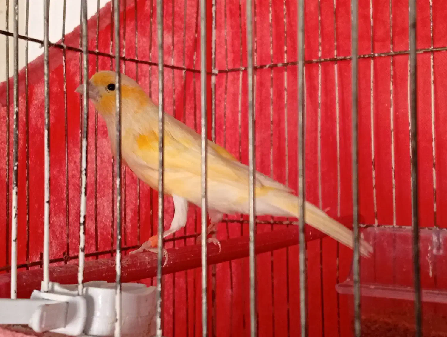 قناری نر|پرنده|خوی, |دیوار