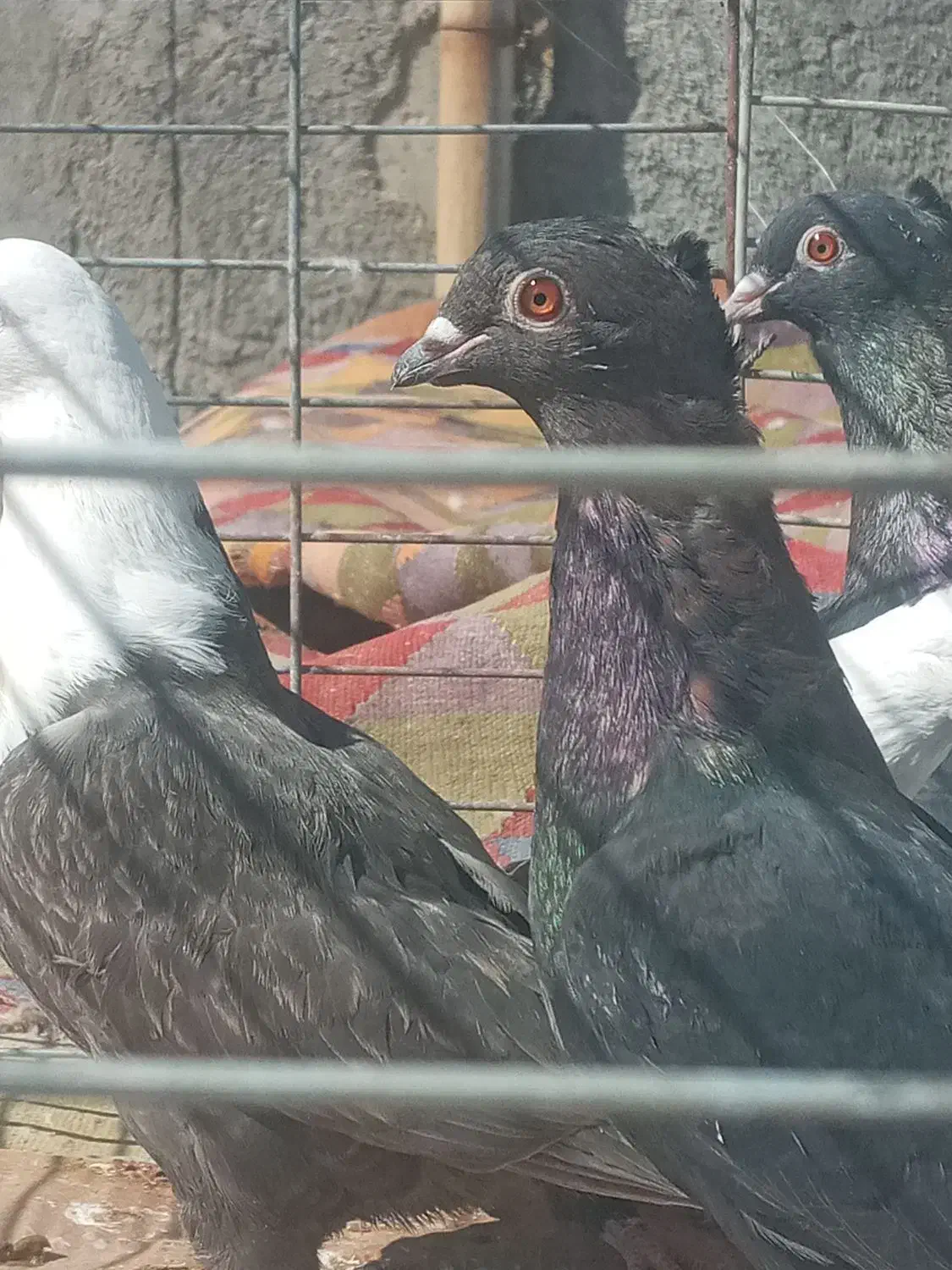 کبوتر رنگی.|پرنده|مبارکه, |دیوار