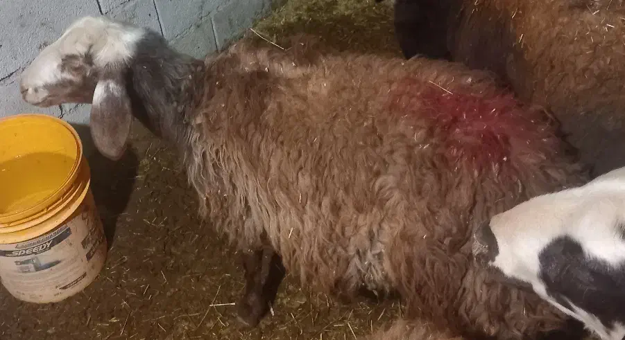 بره|حیوانات مزرعه|نهاوند, |دیوار