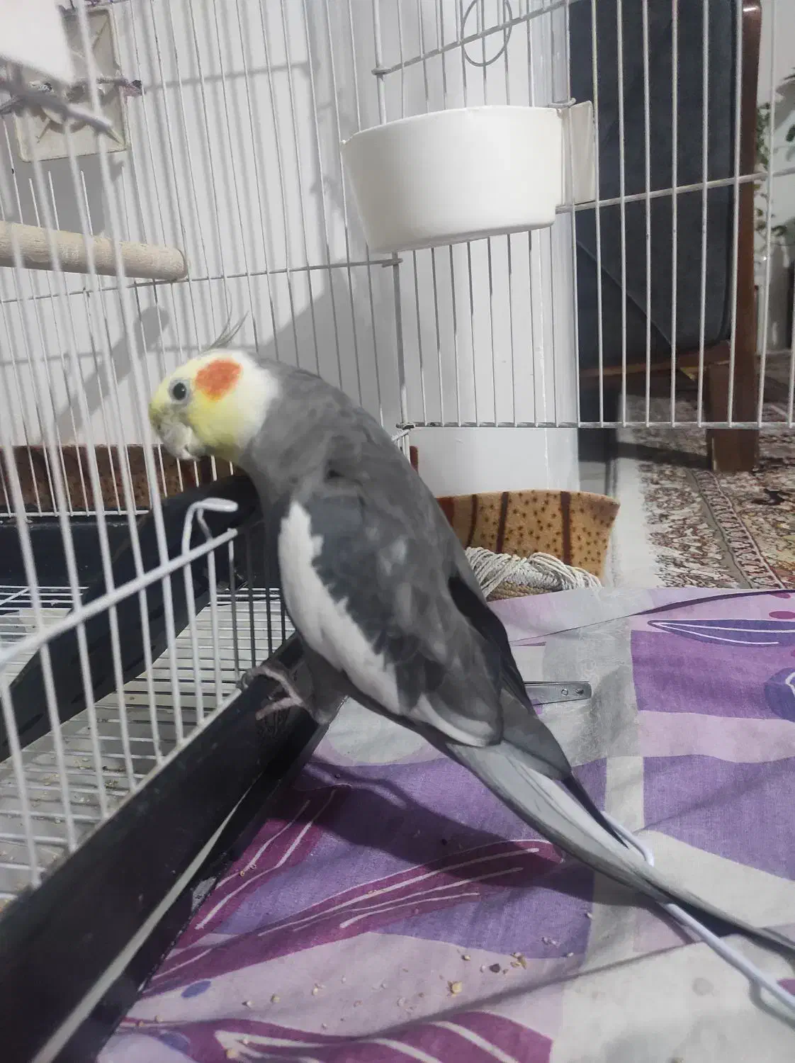 گمشده.|حیوانات|کرمانشاه, |دیوار