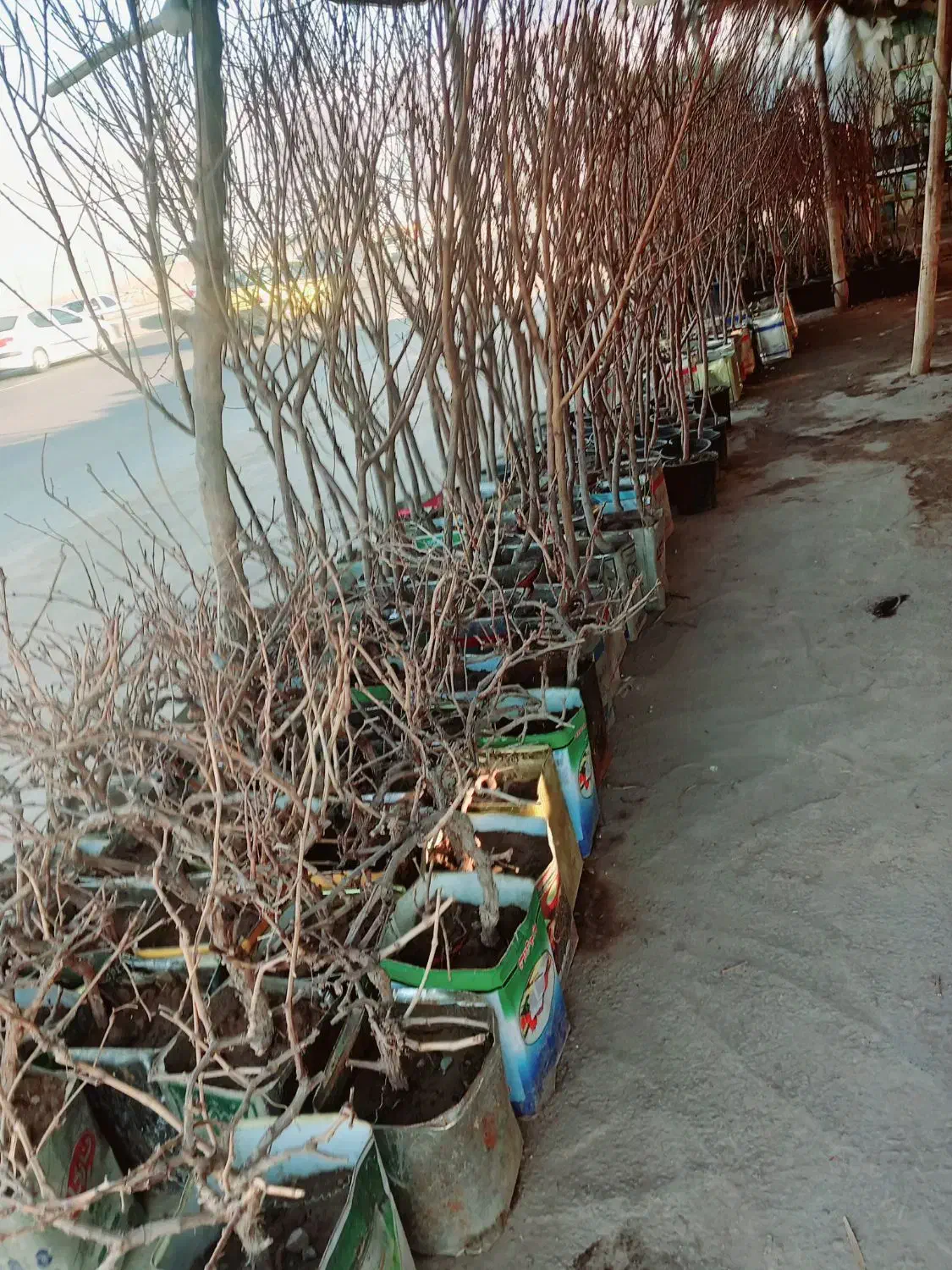 نهال تازه|خدمات باغبانی و درختکاری|شهر ری, شهرک نظامی|دیوار