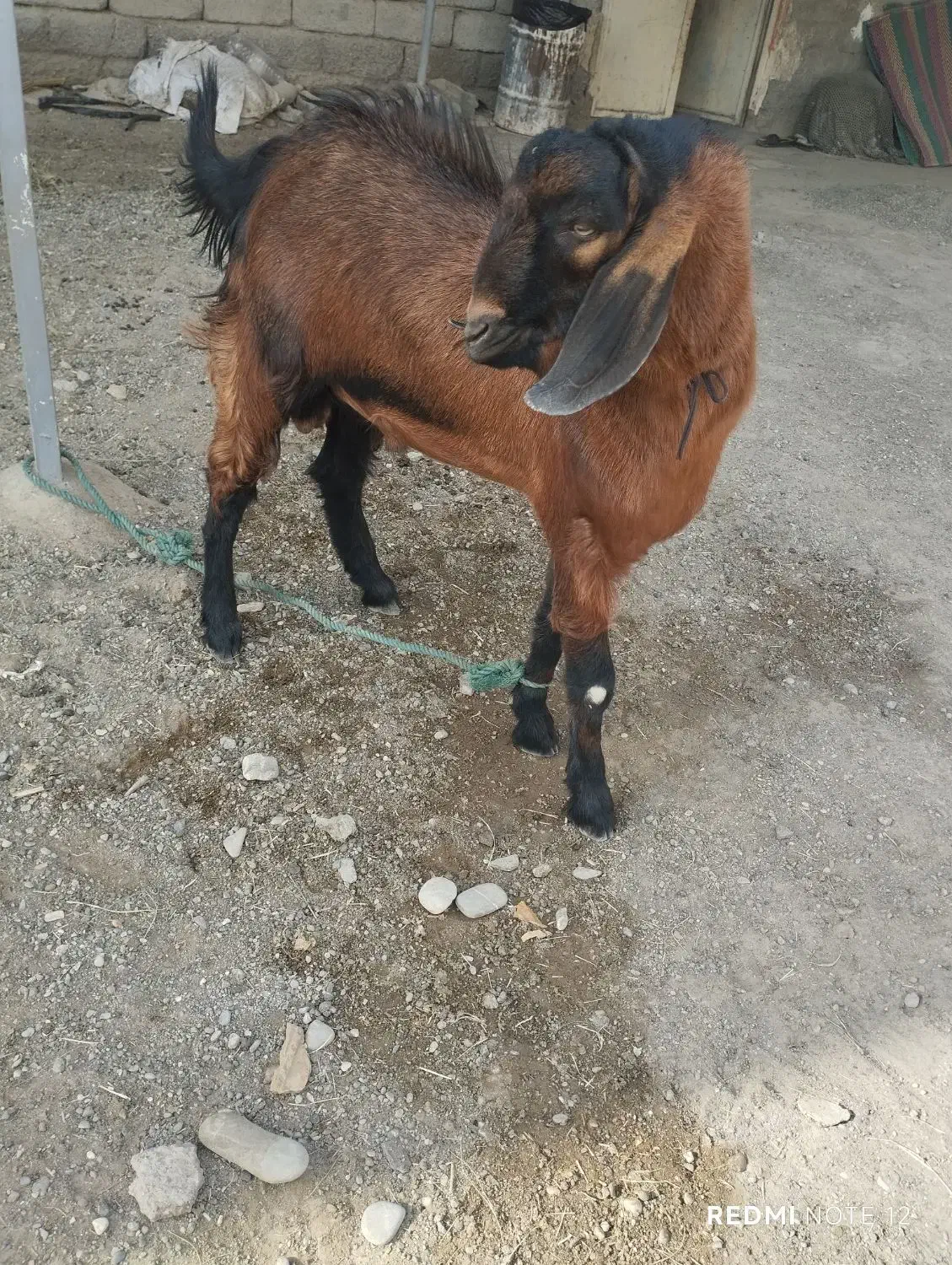 کهره نر سرحال|حیوانات مزرعه|میناب, |دیوار