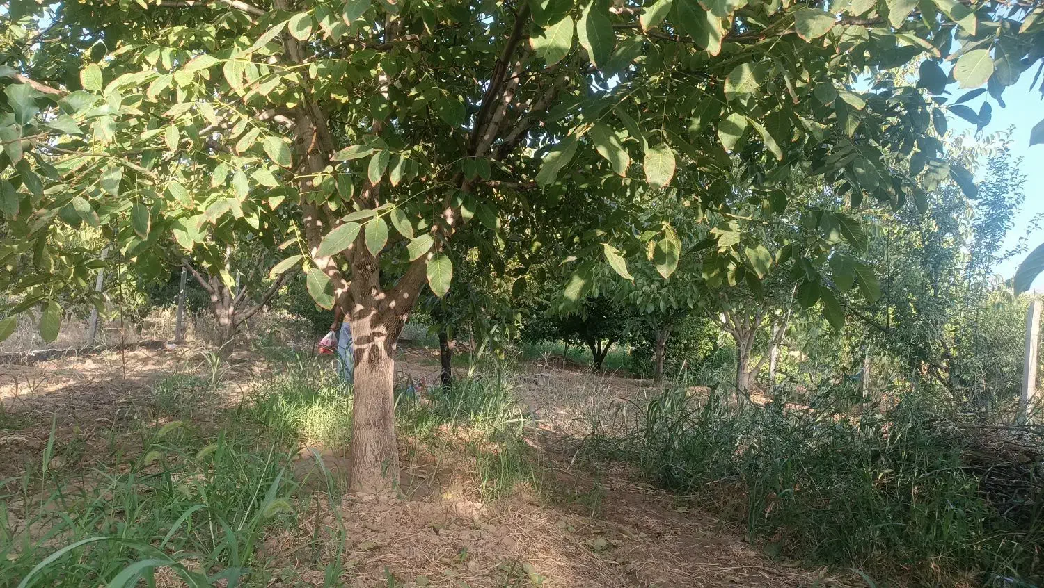 باغ هزار متری چغادون|فروش دفتر صنعتی، کشاورزی، تجاری|دورود, |دیوار