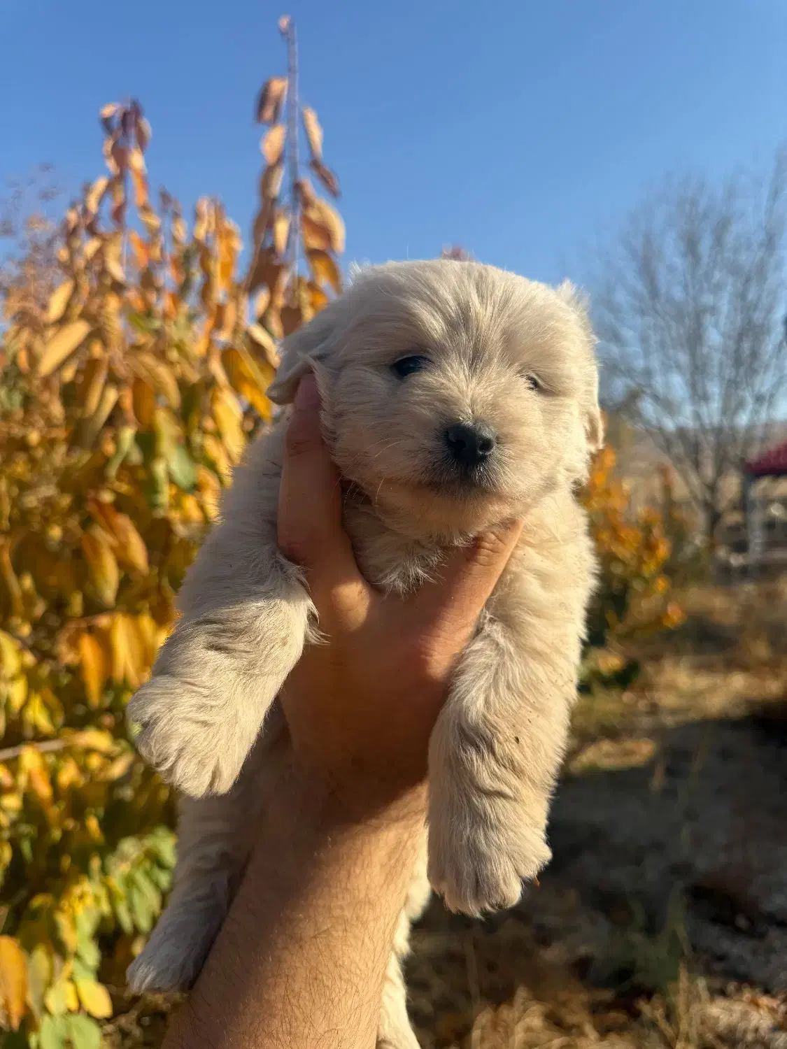 توله شیتزو نر واگذاری|سگ|بجنورد, |دیوار