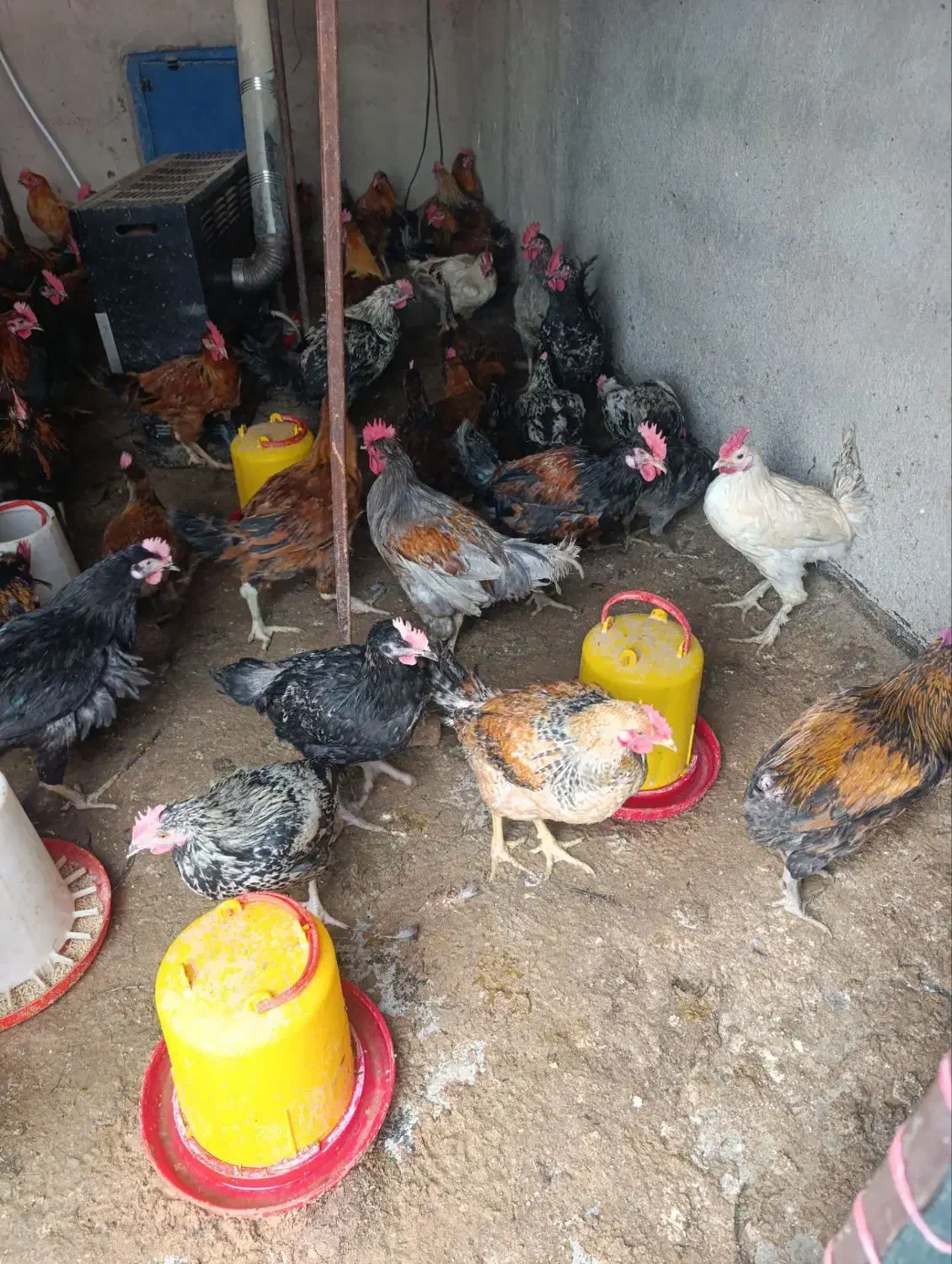 خروس محلی|حیوانات مزرعه|مرودشت, کناره|دیوار