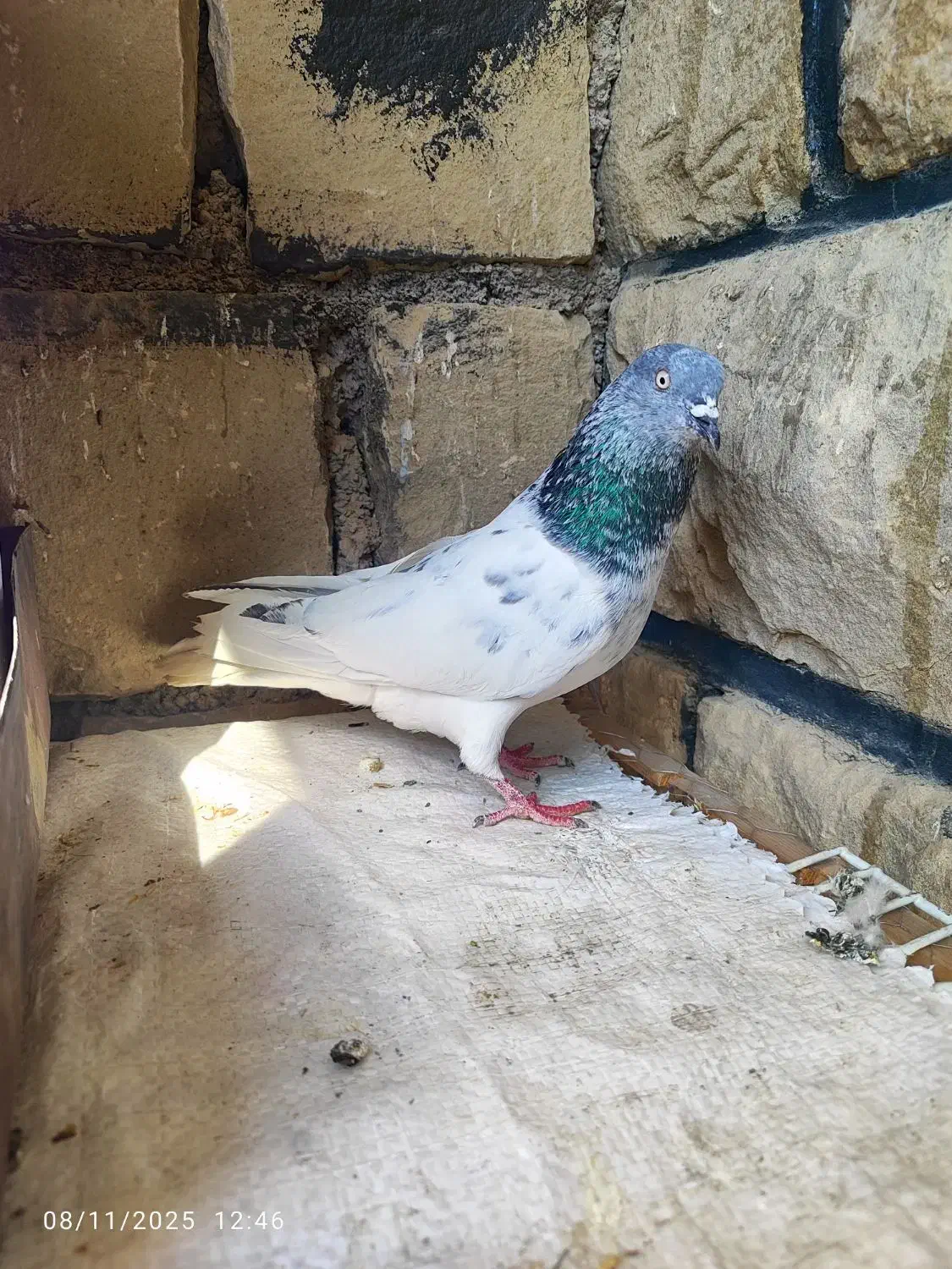 یک جفت کله شیخ نر|پرنده|مسجد سلیمان, |دیوار