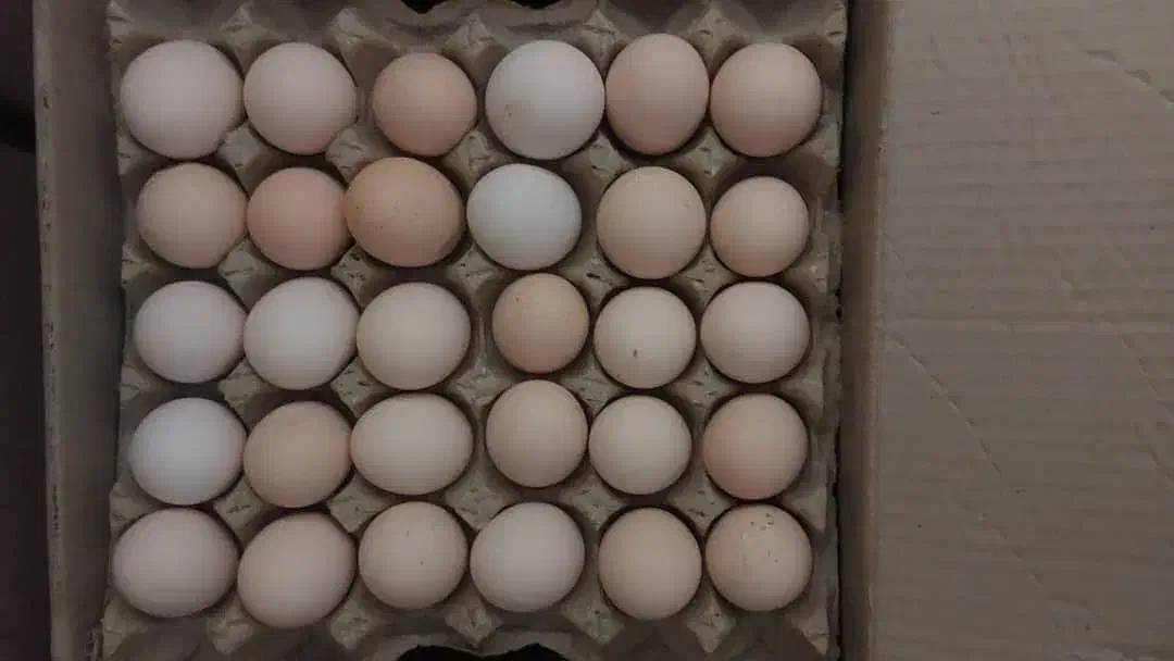 تخم مرغ محلی|خوردنی و آشامیدنی|زنجان, |دیوار