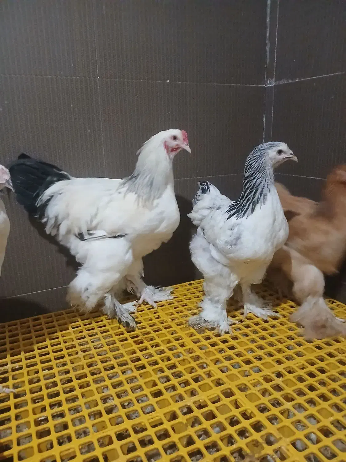 جوجه و نیمچه برهما دم تخم اصیل|حیوانات مزرعه|پیشوا, |دیوار