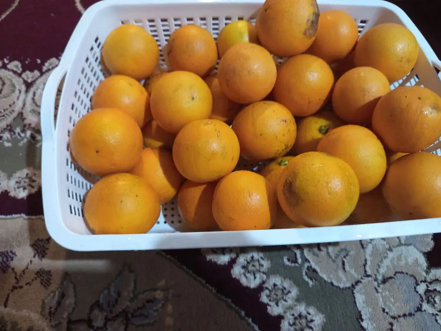 پرتقال خونی|حراج|نوشهر, |دیوار