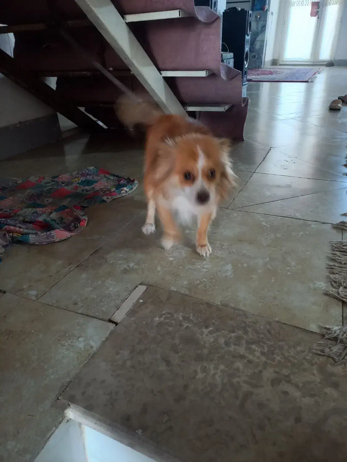 فروش سگ|سگ|رفسنجان, |دیوار