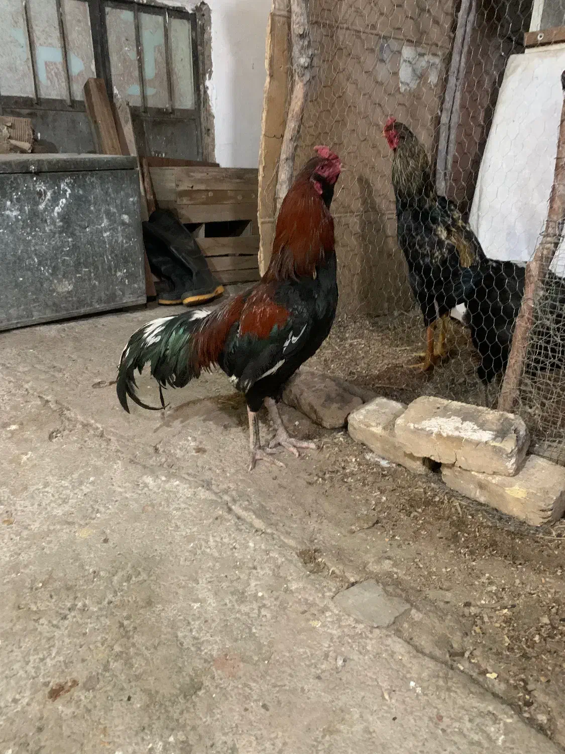 خروس لاری|حیوانات مزرعه|قزوین, |دیوار