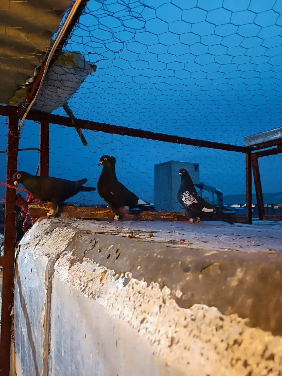 کفتر گرفتنی|حیوانات|شیراز, دباغ خانه|دیوار