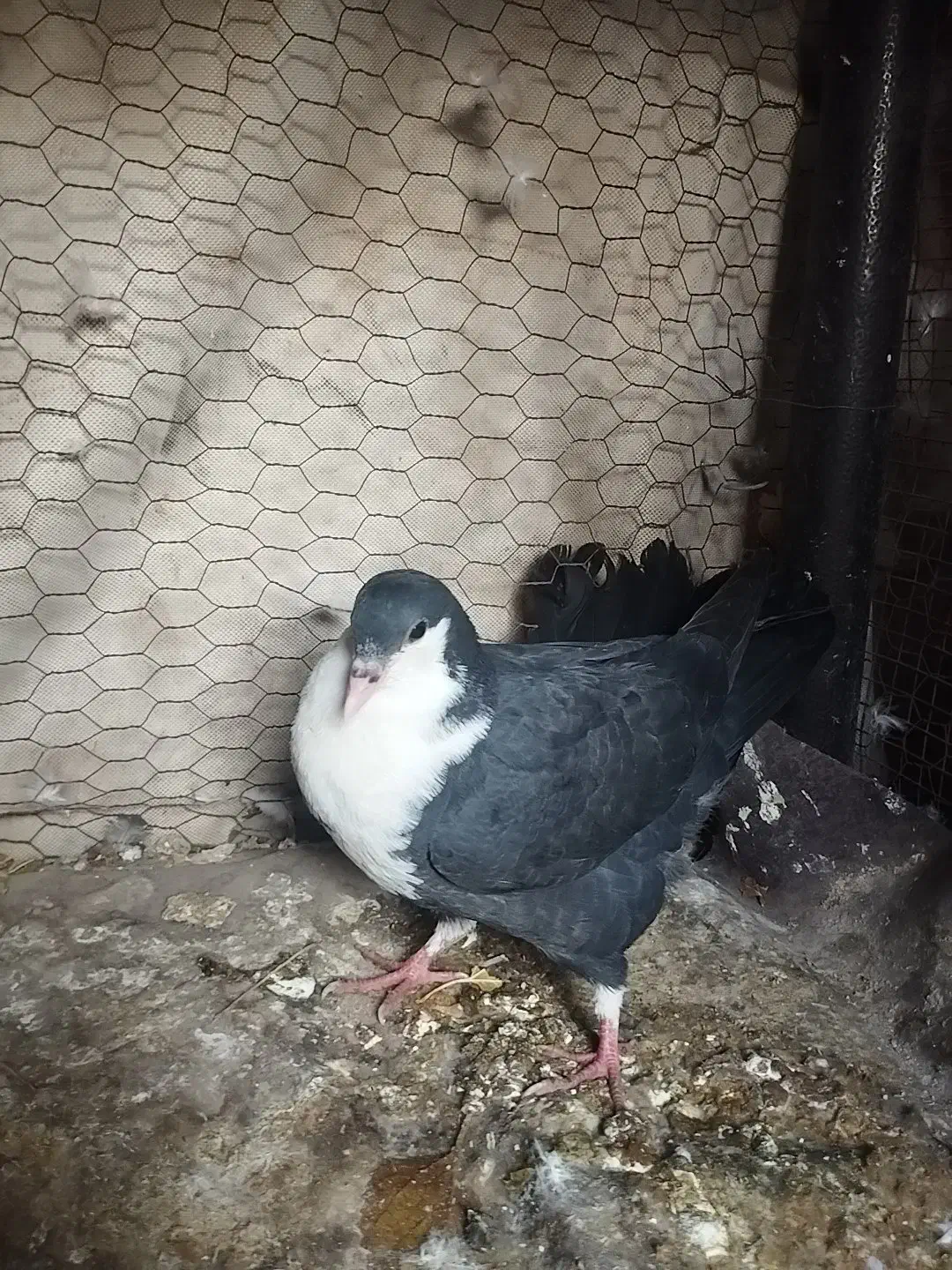 کبوتر کرواتی|پرنده|مشهد, رضاشهر|دیوار