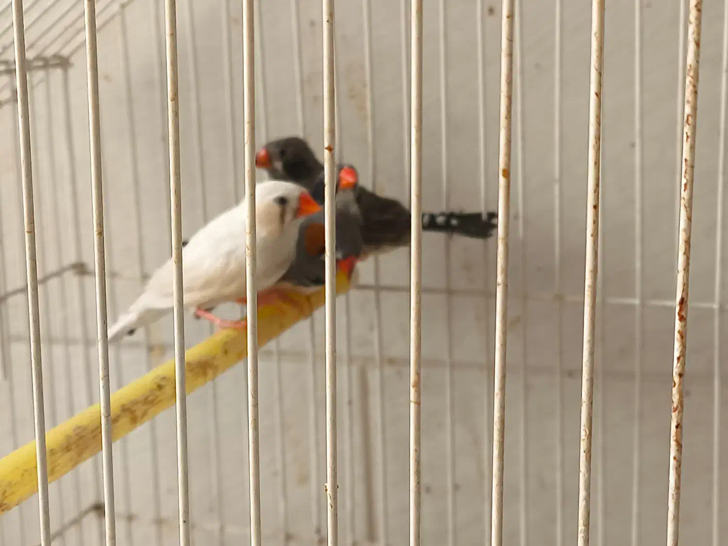 فنچ|پرنده|اردکان, |دیوار