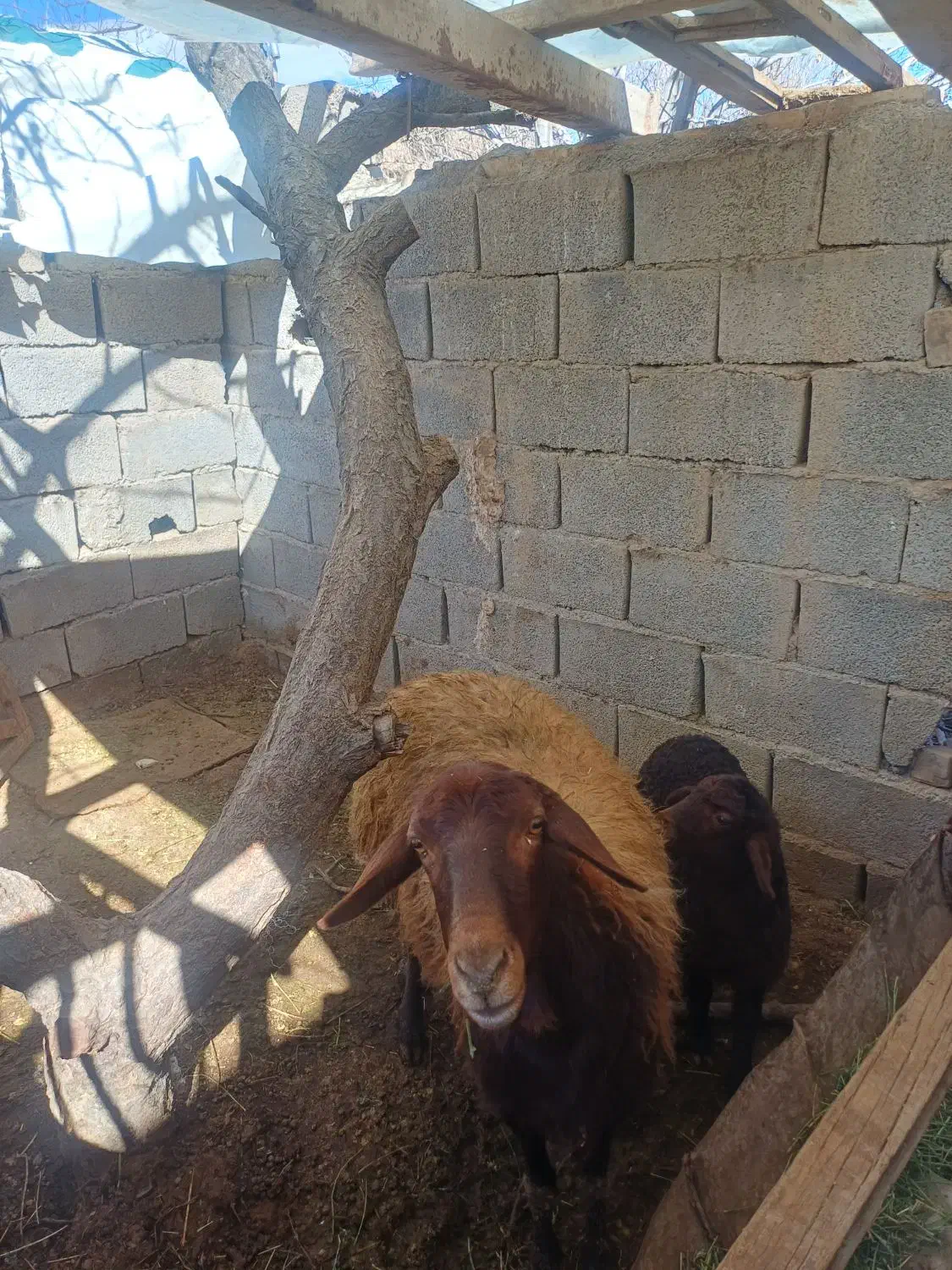 میش بره|حیوانات مزرعه|نیشابور, مازول|دیوار
