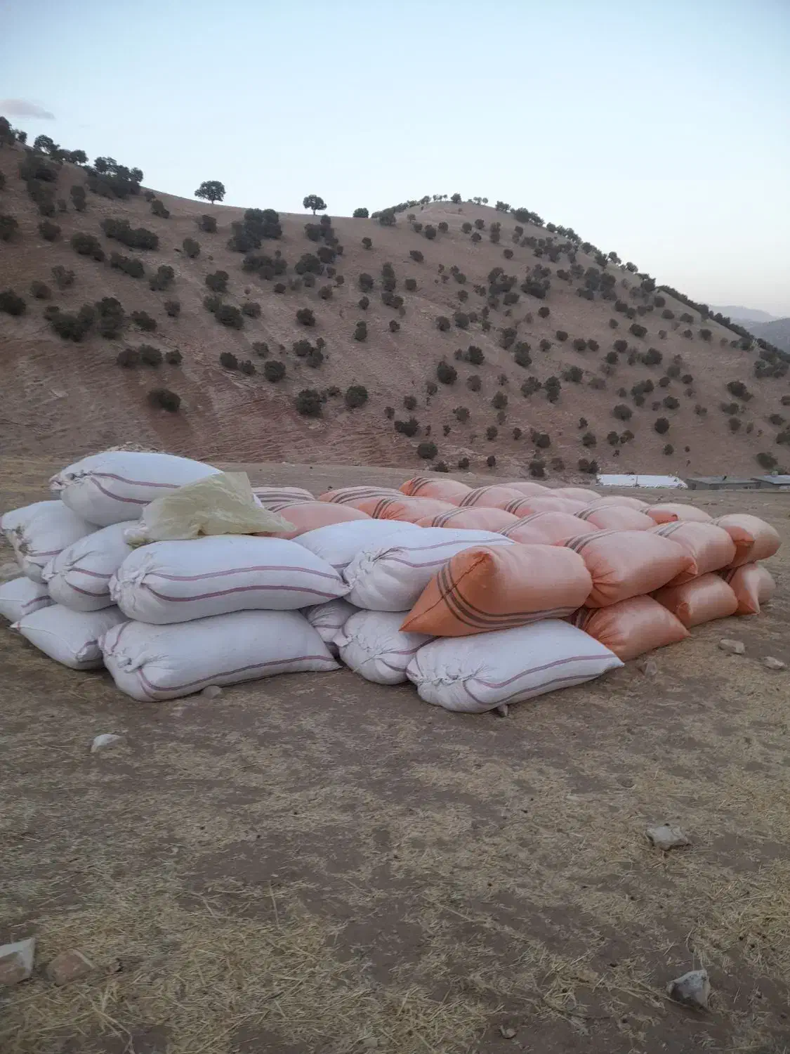 فروش علف(سوزه)|لوازم جانبی حیوانات|جوانرود, |دیوار