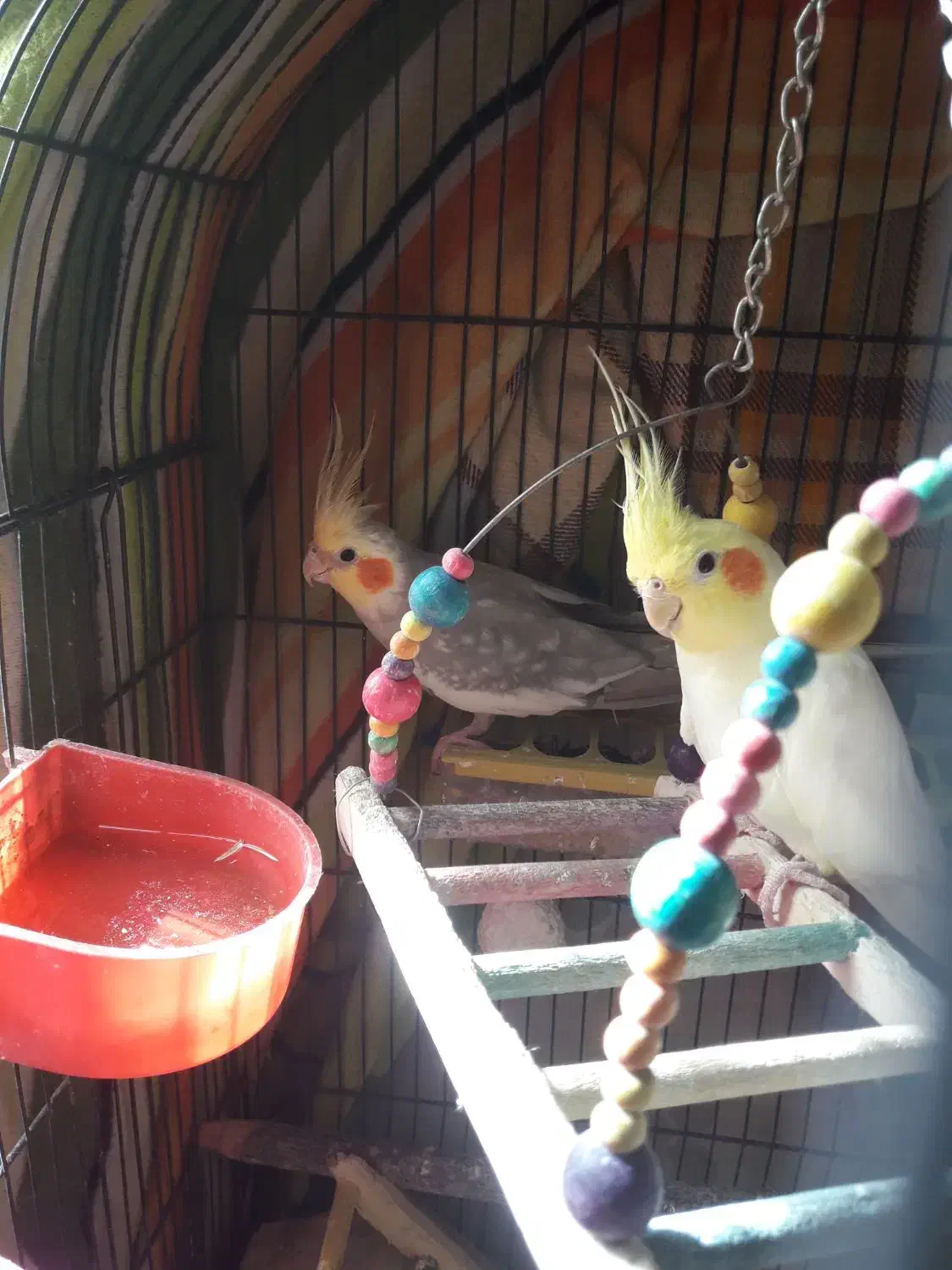 طوطی عروس هلندی و برزیلی|پرنده|محمدشهر, شهرک پیام (مهرالبرز)|دیوار