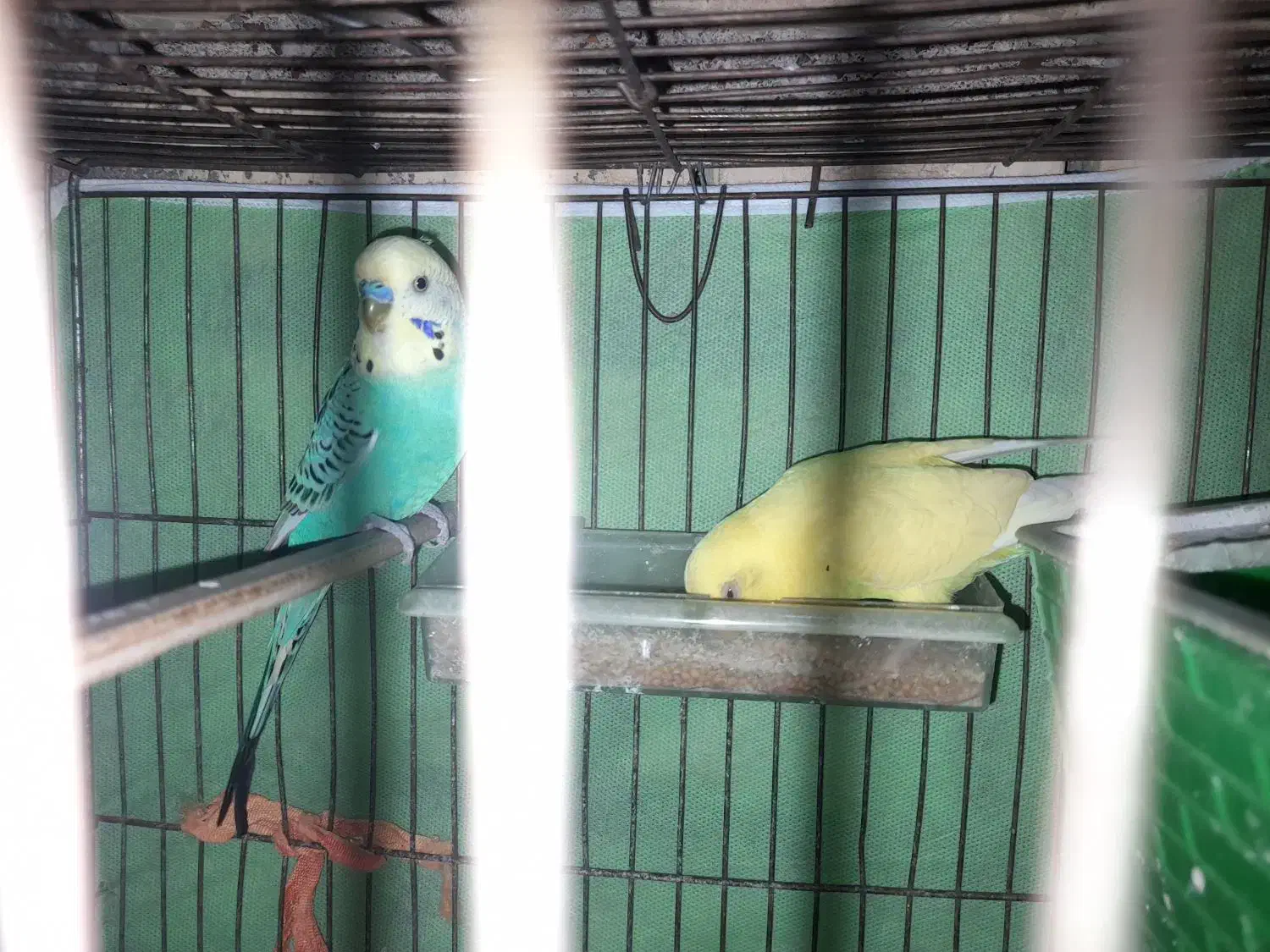 ۲تا نر مرغ عشق|پرنده|محمدیه-قزوین, |دیوار