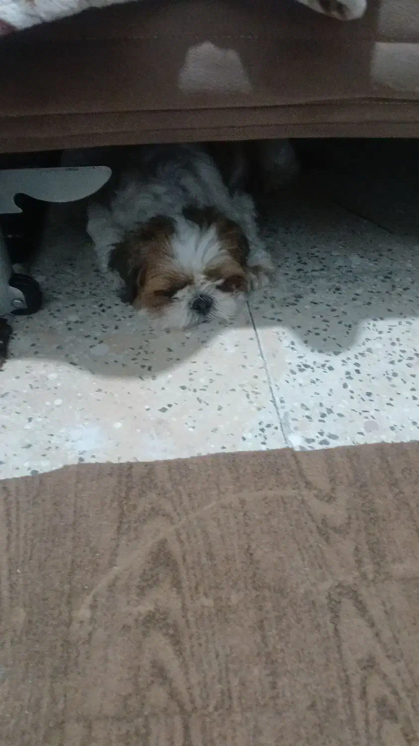 سگ گم شده|حیوانات|اصفهان, مارچین|دیوار