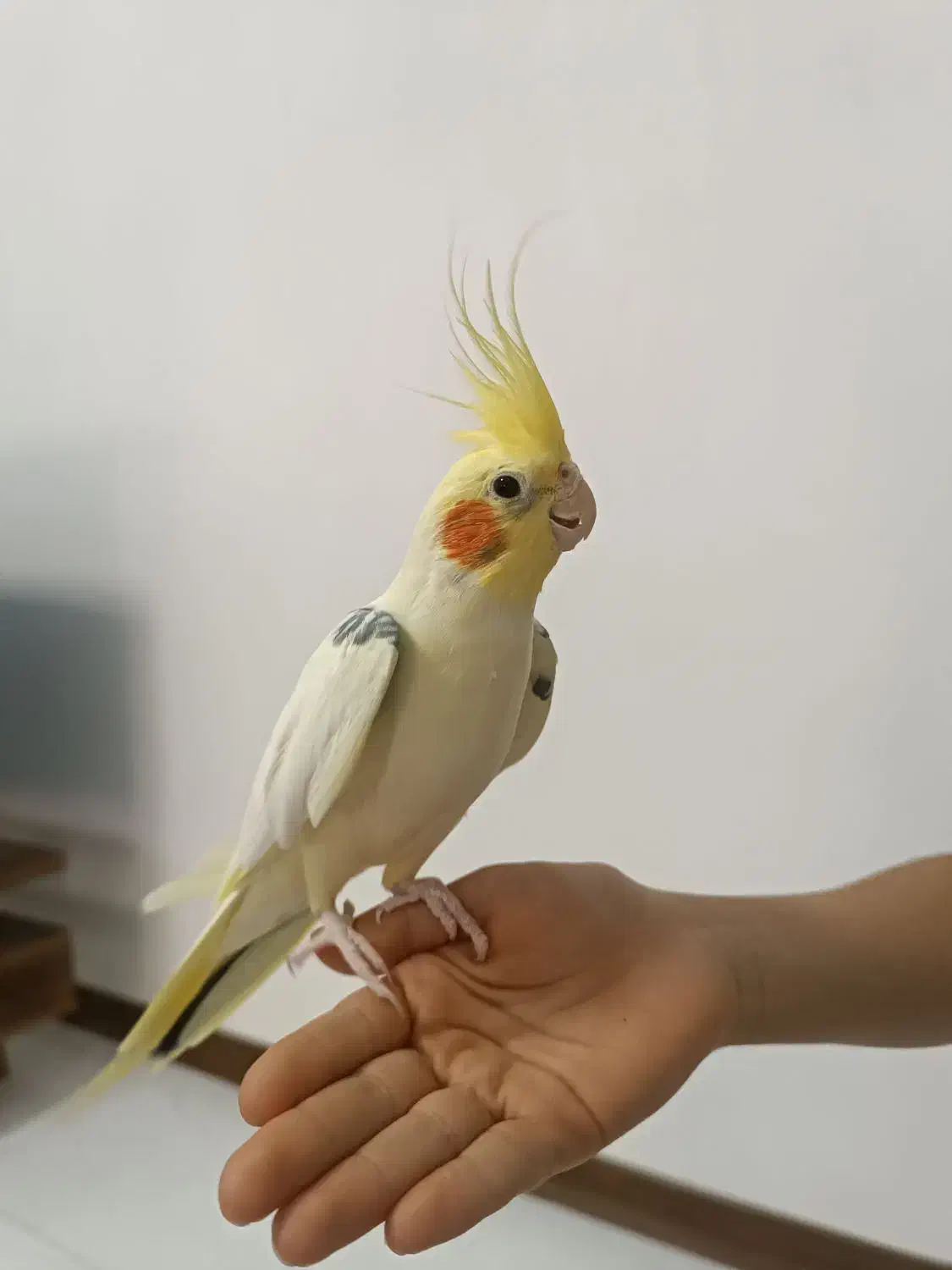 عروس هلندی تاج پرنسسی|پرنده|قائم‌شهر, |دیوار