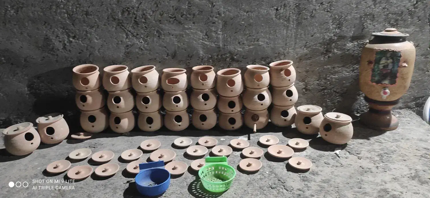 فنچ مرغ عشق|پرنده|بندرعباس, |دیوار