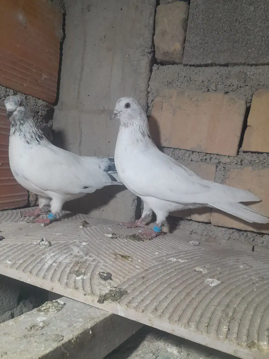 کبوتر|پرنده|مینودشت, |دیوار