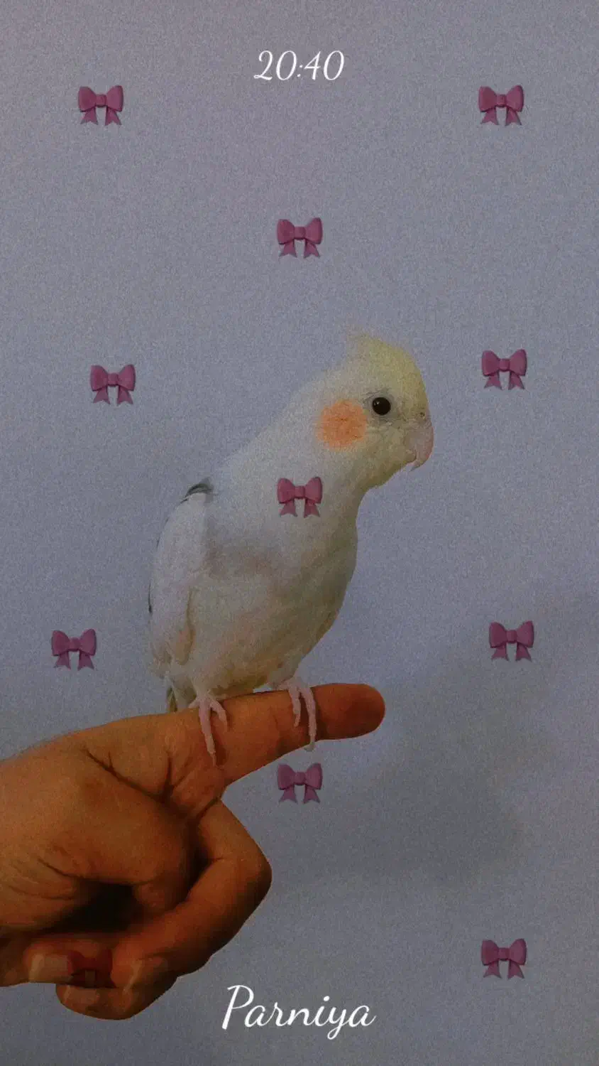 عروس هلندی اهلی اهلی|پرنده|چهارباغ, |دیوار