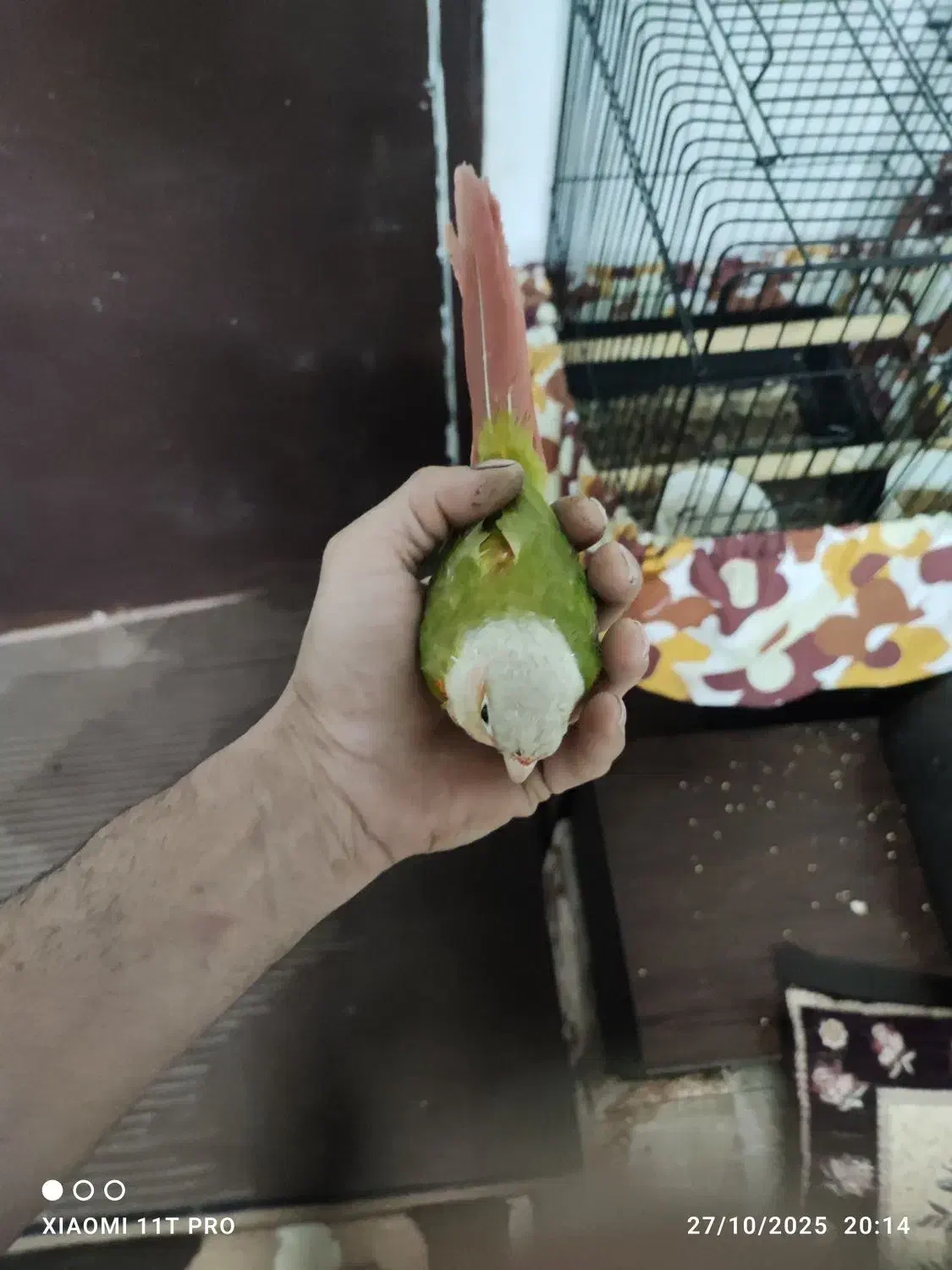 گرینچیک آناناسی دبل رد|پرنده|بندر انزلی, سامانسر|دیوار