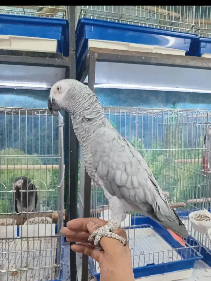 هایپر پرندگان|پرنده|بیجار, |دیوار