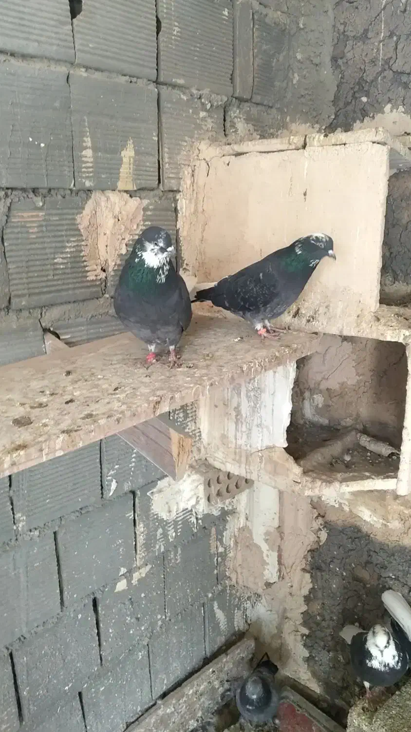 کبوتر اصفهانی سیاه دم سفید|پرنده|شاهینشهر, گزبرخوار|دیوار