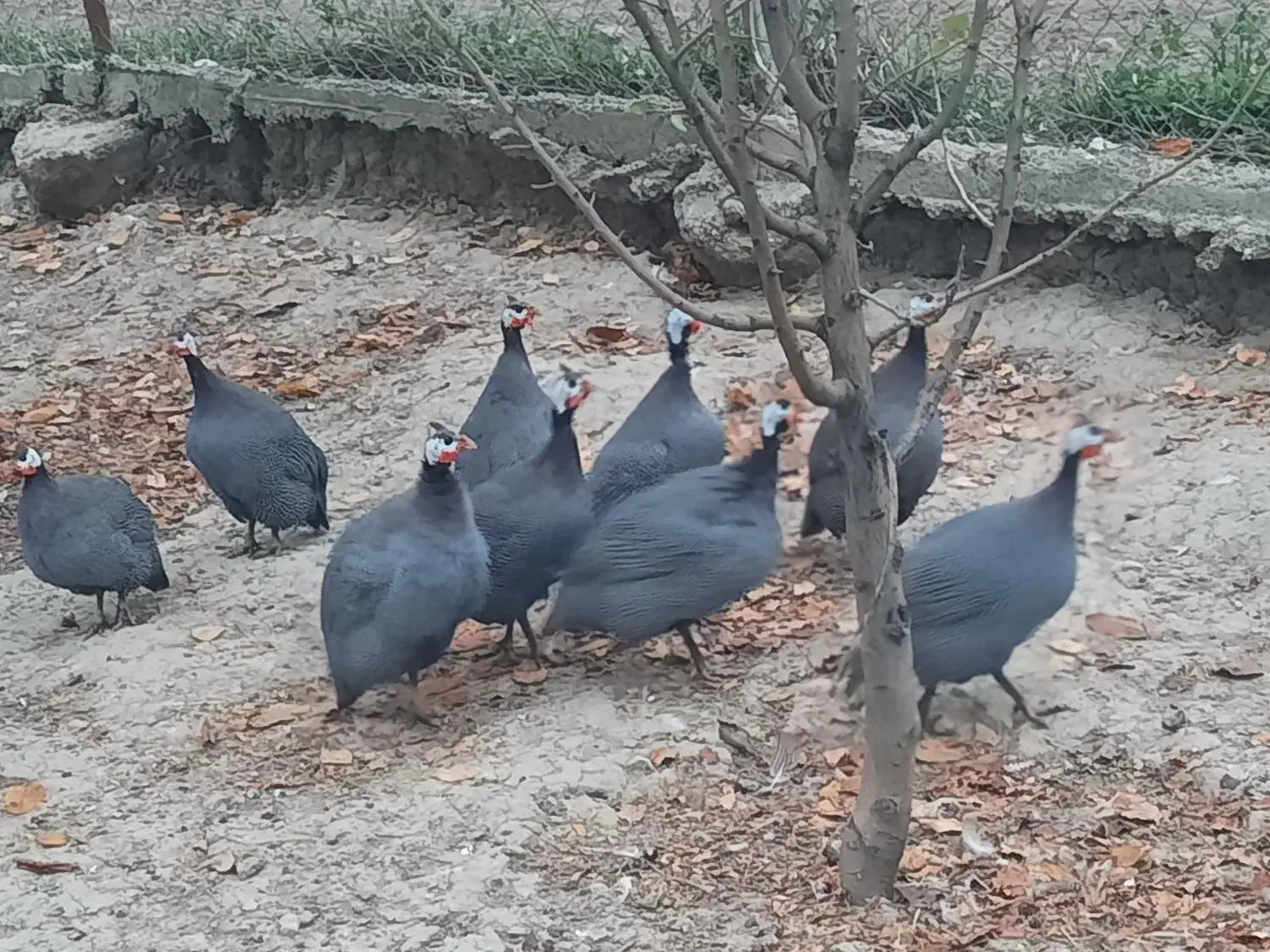 فروش مرغ شاخدار   نر و ماده|حیوانات مزرعه|گرگان, |دیوار