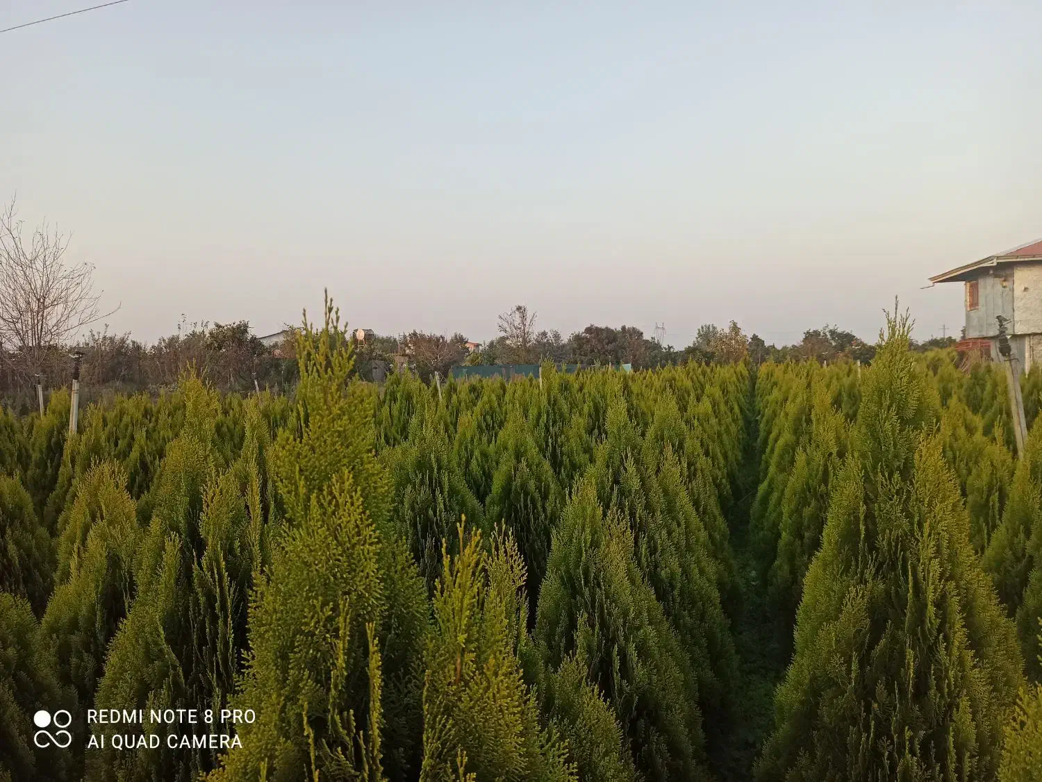 کامیس نوکدار....گلدان|گل و گیاه طبیعی|رحیم‌آباد, |دیوار