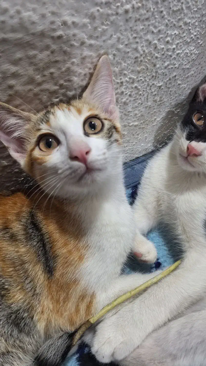 واگذاری گربه رایگان|گربه|سرخرود, |دیوار